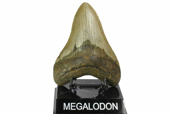 Fossil Megalodon Tooth - North Carolina #164877